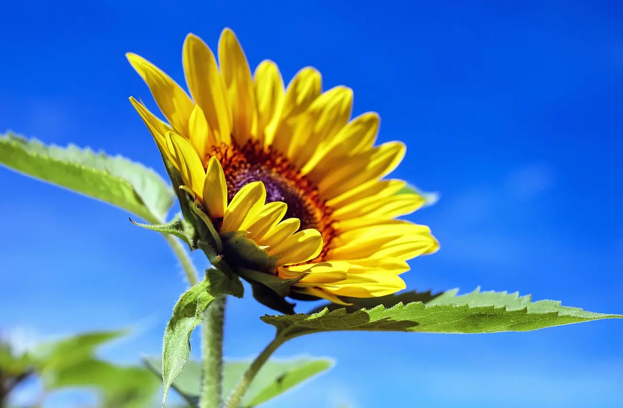 Fleur de tournesol rayonnante contre un ciel bleu clair, pétales jaunes et feuilles vertes.
