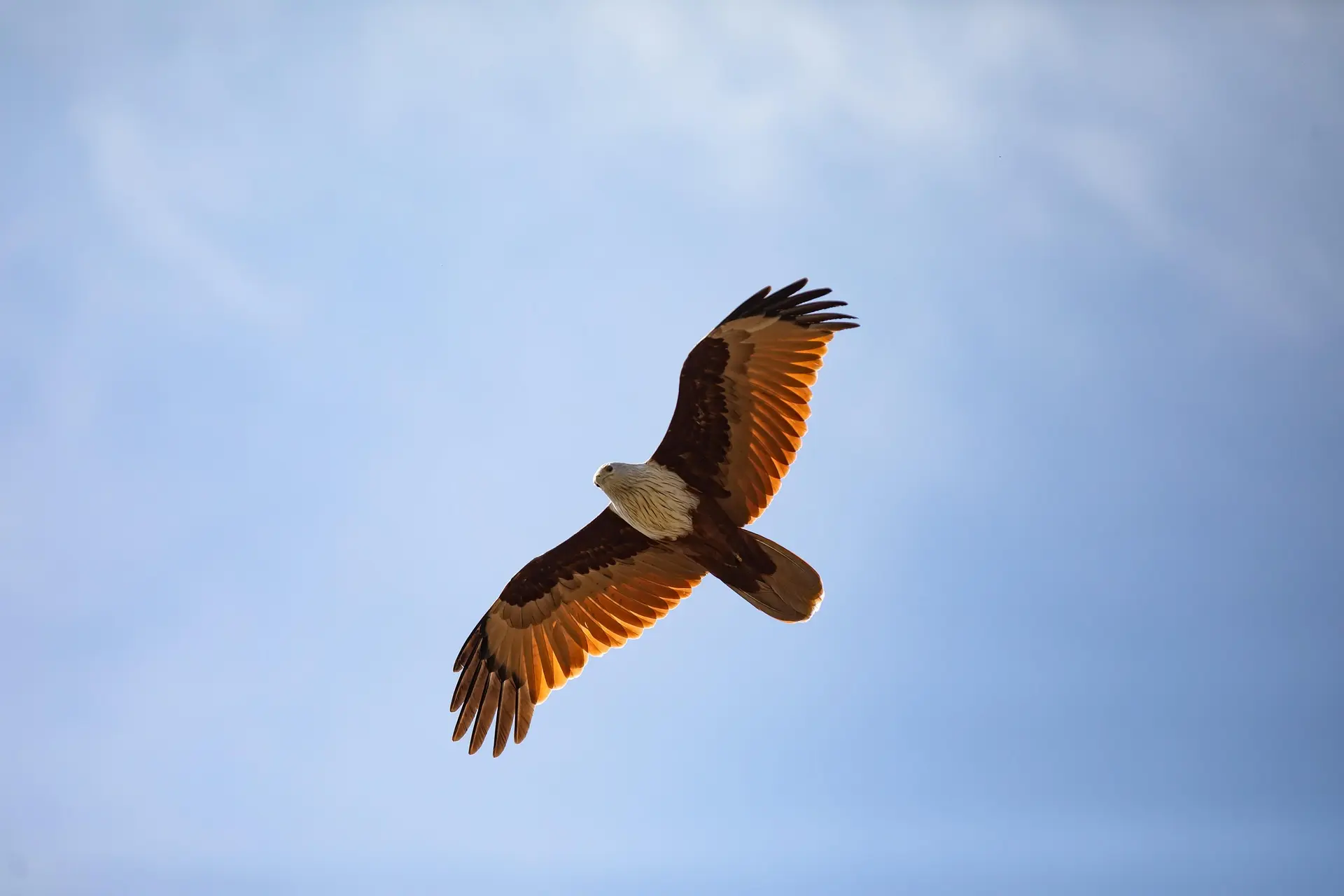 Aigle en vol contre ciel bleu, ailes déployées, vues de dessous, plumage sombre avec lumière chaude sur les plumes.