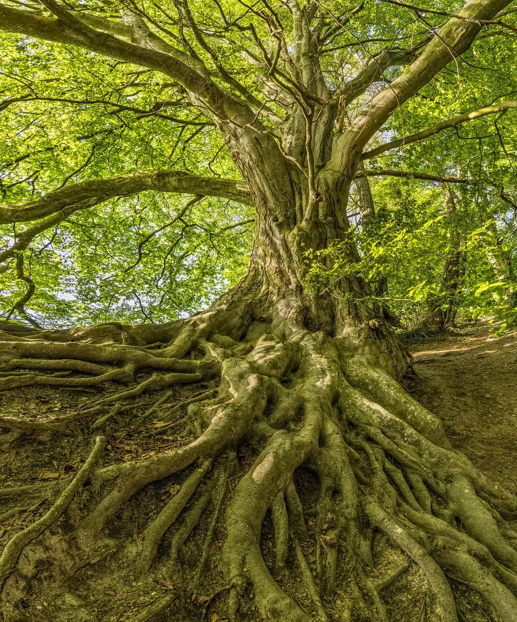 Racines imposantes d’un ancien arbre tressées au sol, tronc robuste et voûte de branches vertes éclairées par la lumière.