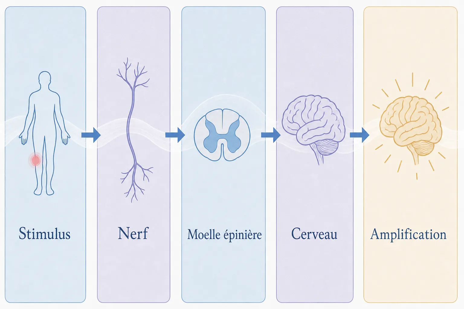 Schéma du trajet du stimulus jusqu’à l’amplification, montrant nerf, moelle épinière, cerveau et amplification liée à l’hypersensibilité et douleur physique.